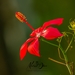Hibiscus coccineus - Photo (c) moliverna,  זכויות יוצרים חלקיות (CC BY-NC), uploaded by moliverna