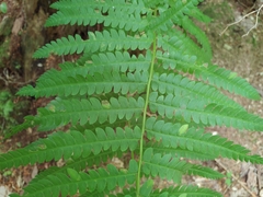 Chirosia filicis