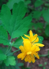 Chelidonium majus