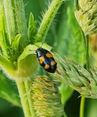 Glischrochilus grandis