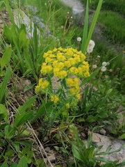 Euphorbia cyparissias