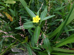 Ludwigia peploides montevidensis