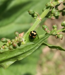 Ceratomegilla alpina
