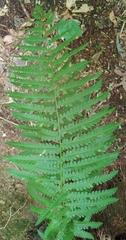 Chirosia filicis