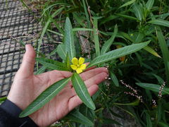 Ludwigia peploides montevidensis