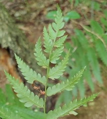 Chirosia filicis