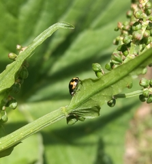 Ceratomegilla alpina