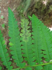 Chirosia filicis