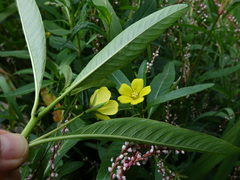 Ludwigia peploides montevidensis