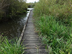 Ludwigia peploides montevidensis