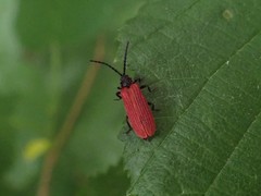 Pyropterus nigroruber