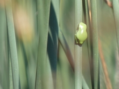 Hyla intermedia perrini