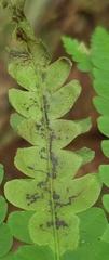 Chirosia filicis