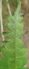 Chirosia filicis