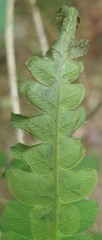 Chirosia filicis