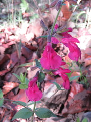Salvia angustiarum