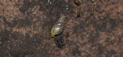 Subulininae