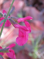 Salvia angustiarum