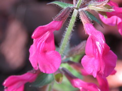 Salvia angustiarum