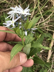 Amsonia repens