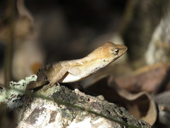 Anolis wellbornae