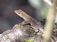 Anolis wellbornae