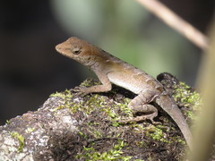 Anolis wellbornae