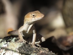 Anolis wellbornae