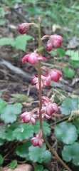 Pyrola asarifolia