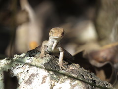 Anolis wellbornae