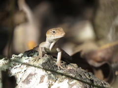 Anolis wellbornae