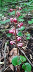 Pyrola asarifolia