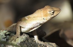 Anolis wellbornae