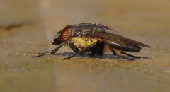 Rhinia coxendix