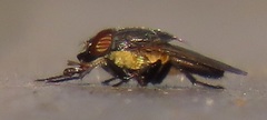 Rhinia coxendix