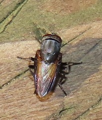 Rhinia coxendix