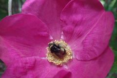 Bombus terricola image