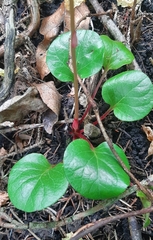 Pyrola asarifolia