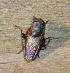 Rhinia coxendix