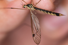 Nephrotoma dorsalis