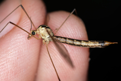 Nephrotoma dorsalis