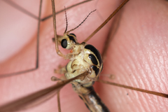 Nephrotoma dorsalis