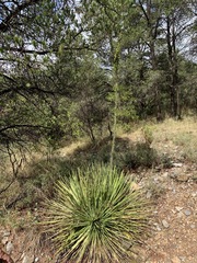 Agave striata