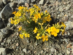 Erysimum franciscanum