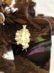 Eurylepta californica