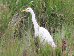 Ardea intermedia brachyrhyncha