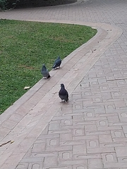 Columba livia