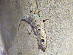 Altiphylax stoliczkai