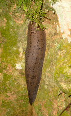 Phyllocaulis variegatus image