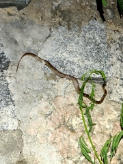 Lycodon anamallensis